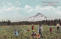 Oregon Hood River Picking Strawberries - Other & Unclassified