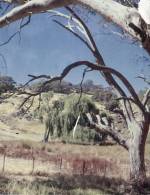 (435) Australia - VIC - Gum Tree Near Gooram - Otros & Sin Clasificación