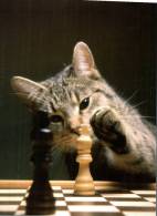(629) Cat Playing Chess - Chat Et Jeux D'echec - Schaken