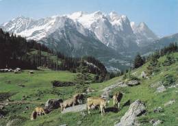 MEIRINGEN HASLIBERG   KÜHE VACHES - Hasliberg