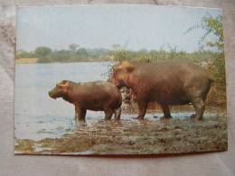 Hippo - Kenya -stamp  D104434 - Hippopotames