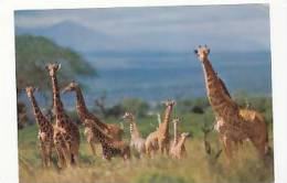 Girafes. Druck Und Verlag Engadin Press. 873. Foto Reinhard - Giraffe