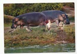 Hippopotames. Collection Du Club. Mexichrome - Flusspferde