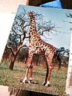 GIRAFFA CAMELO PARDALIS  AFRICA N1975  EF14878 - Giraffen