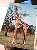 GIRAFFA CAMELO PARDALIS  AFRICA N1975  EF14878 - Jirafas