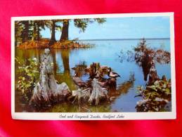 Coot & Ringneck Ducks Reelfoot Lake Tn Not Mailed      Ref 940 - Sonstige & Ohne Zuordnung