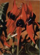 (298) Australia - Sturt Pea Flowers - Outback