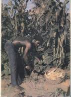 (579) Nigeria - African Men Gardening - Nigeria