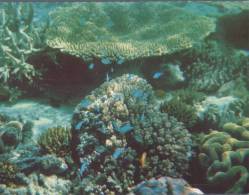 (531) Australia - QLD -  Great Barrier Reef Fish & Coral - Great Barrier Reef