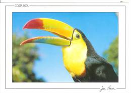 COSTA RICA - Toucan - Costa Rica