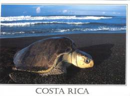 (500) Tortoise - Tortue - Costa Rica - Schildpadden