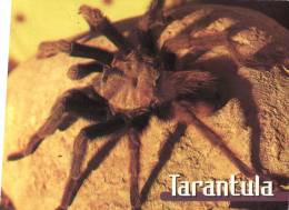 (500) Spider - Araignée Tarantula - Insectes