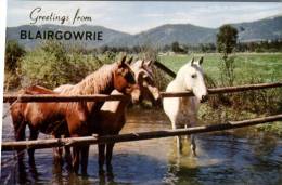 (157) Australia - VIC - Blairgowlie - Horses - Sonstige & Ohne Zuordnung