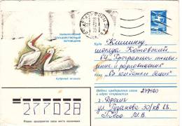 PELICANS.COVER STATIONARY,1983,ROMANIA - Pelicans