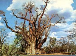 (222) Zimbabwe - Victoria Falls Tree - Simbabwe