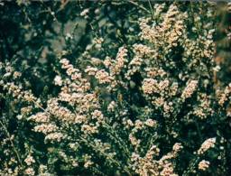 (315) Australia - Thryptomene Flower Bush - Outback