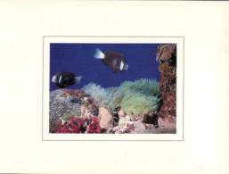 (628) Australia - QLD - Great Barrier Reef - Great Barrier Reef