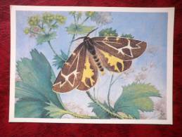 Micrarctia Buraetica - Butterflies - 1986 - Russia - USSR - Unused - Butterflies