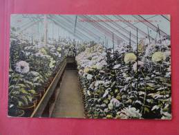 Rochester,NY--Chrysanthemums In City Park--cancel 1909--Ref PJ -104 - Rochester