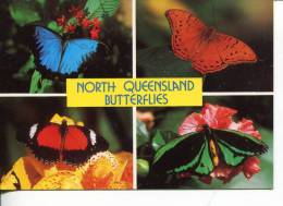 (343) Australia - QLD - North Queensland Butterflies - Papillons