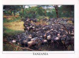 (321) Tanzania - Wildbeest & Zebra Migration - Chad