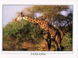 (321) Tanzania - Giraffe - Ciad