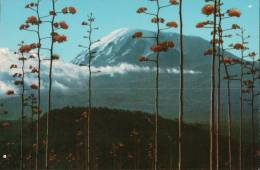 Tansania - Mount Kilimanjaro - Tanzanía