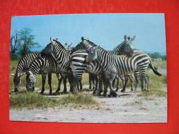 AFRICAN WILDLIFE ZEBRA - Zebras