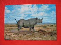 AFRICAN WILDLIFE RHINO - Rhinozeros