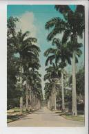 TT - TRINIDA TOBAGO, Royal Palms, St.Clair , Port Of Spain 1965 - Trinidad