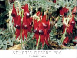 (161) Australia - SA - Sturt's Desert Pea - Outback