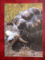 Radiated Tortoise - Testudo Radiata - Turtles - Animals - Tallinn Zoo - 1989 - Estonia - USSR - Unused - Schildkröten