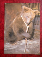 Brown Bear - Ursus Arctos - Animals - Tallinn Zoo - 1989 - Estonia - USSR - Unused - Ours