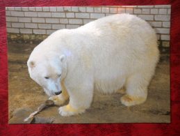 Polar Bear - Ursus Maritimus - Animals - Tallinn Zoo - 1989 - Estonia - USSR - Unused - Ours