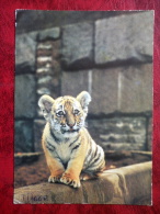 Siberian Tiger - Amur Tiger - Panthera Tigris Altaica - Animals - 1982 - Russia - USSR - Used - Tigri