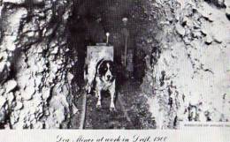 YUKON , Reproduction Murdoch 'gem Shop, Dog Miner At Work In Drift 1900, Chen Mineur - Yukon