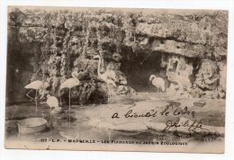 Cpa Pionnière Marseille - Les Flamands Au Jardin Zoologique - (cachet Et Timbre Taxe 1904) - Parcs Et Jardins