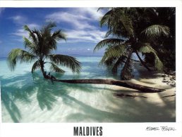 (431) Maldives Islands - Palm Tree - Maldive