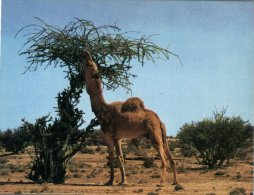 (253) Middle East - Saudi Arabia - Camel - Arabie Saoudite