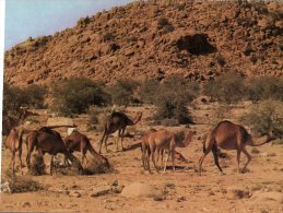 (253) Middle East - Saudi Arabia - South Region Camel Herds - Arabie Saoudite