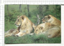 Delcampe - LIONS - - Leeuwen