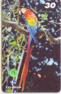 PERROQUET Parrot PAPAGEI Papagaai Telecarte (18) - Loros