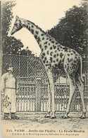 Themes Div-ref F688- Paris -jardin Des Plantes -la Girafe Menelik  Don De Sa Majesté Le Roi D Abyssinie Au President  - - Girafes