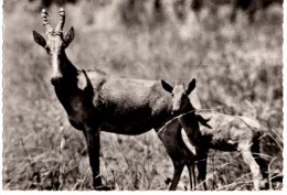 ZAKOUMA   Parc National  Bubale Carte écrite En Très Bon état - Tschad