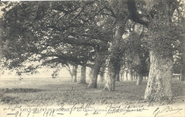 PICARDIE - 80 - SOMME - SAINT VALERY SUR SOMME - Sous Bois Au Cap Hornu - Saint Valery Sur Somme