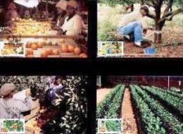 CISKEI, 1988, Citrus Farming,  Mint Maxicards, Nr(s.) 64-67 - Ciskei