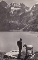 KANDERSTEG OESCHINENSEE  ZIEGE - Kandersteg