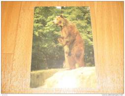 Bär Bear  Postkarte Postcard - Beren