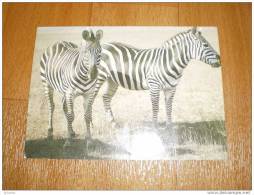 Tier Postkarte  Zebra Russland Russia - Zebre