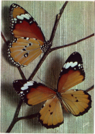 PAPILLON EXOTIQUE / DANAIS CHRYSIPPUS (INDES-PALESTINE) - Butterflies